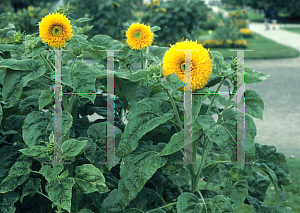 Picture of Helianthus annuus 'California Giant'