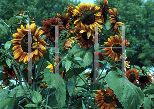 Picture of Helianthus annuus 'Crimson Thriller'