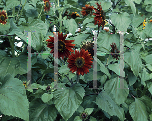 Picture of Helianthus annuus 'Evening Sun'