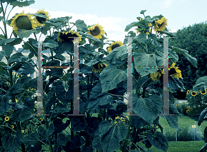 Picture of Helianthus annuus 'Giganteus'