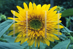 Picture of Helianthus annuus 'Goldburst'