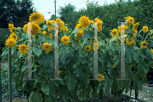 Picture of Helianthus annuus 'Goldburst'