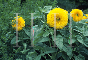 Picture of Helianthus annuus 'Helios'