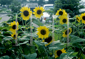 Picture of Helianthus annuus 'Holiday'