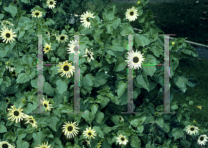 Picture of Helianthus annuus 'Italian White'