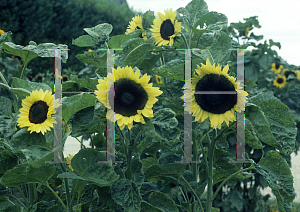 Picture of Helianthus annuus 'Moonbright'