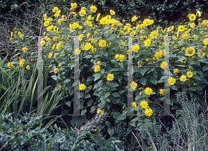 Picture of Helianthus annuus 'Morning Sun'