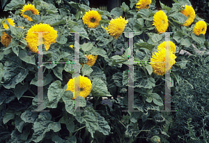 Picture of Helianthus annuus 'Orange Sun'