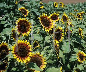 Picture of Helianthus annuus 'King of Fire'