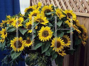 Picture of Helianthus annuus 'Prado'