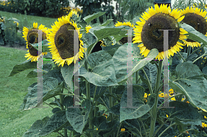 Picture of Helianthus annuus 'Schnittgold'