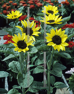 Picture of Helianthus annuus 'Sunrich Lemon'