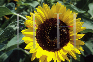 Picture of Helianthus annuus 'Taiyo'