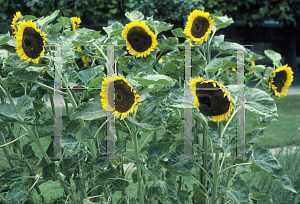 Picture of Helianthus annuus 'Taiyo'