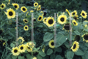 Picture of Helianthus annuus 'Valentine'