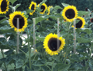 Picture of Helianthus annuus 'Sunbright'