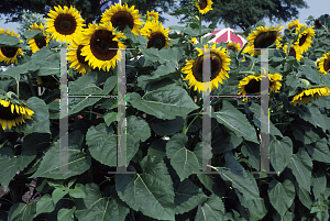 Picture of Helianthus annuus 'Sun Goddess'