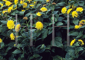 Picture of Helianthus annuus 'Corona Dorica'