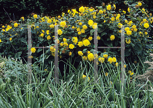 Picture of Helianthus annuus 'Corona Dorica'