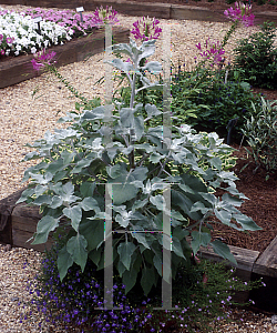 Picture of Helianthus argophyllus 