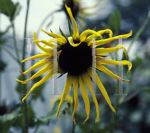 Picture of Helianthus debilis 