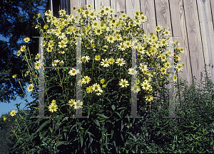 Picture of Helianthus giganteus 'Shiela's Choice'