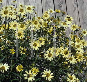 Picture of Helianthus giganteus 'Shiela's Choice'