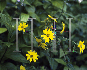 Picture of Helianthus hirsutus 