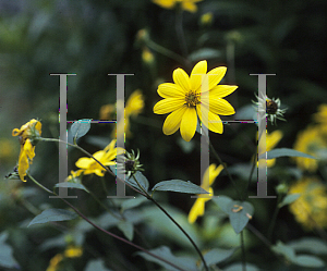 Picture of Helianthus hirsutus 