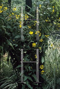 Picture of Helianthus hirsutus 