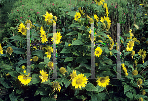 Picture of Helianthus x multiflorus 