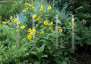 Picture of Helianthus x multiflorus 