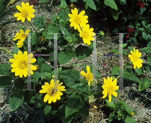 Picture of Helianthus x multiflorus 