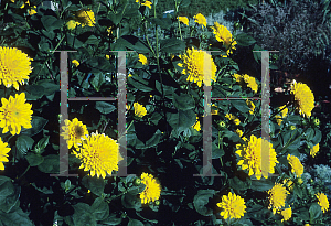 Picture of Helianthus x multiflorus 'Flore Pleno'