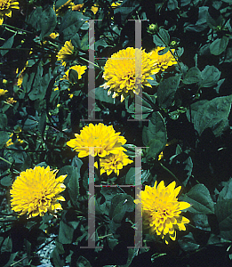 Picture of Helianthus x multiflorus 'Flore Pleno'