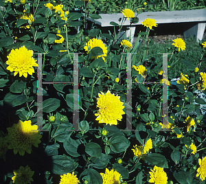 Picture of Helianthus x multiflorus 'Flore Pleno'