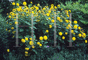 Picture of Helianthus x multiflorus 'London Gold'