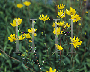 Picture of Helianthus occidentalis 