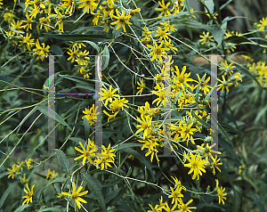 Picture of Helianthus schweinitzii 