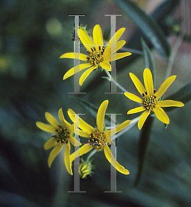 Picture of Helianthus schweinitzii 