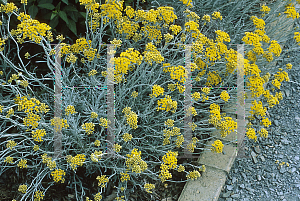 Picture of Helichrysum ambiguum 