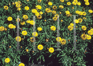 Picture of Helichrysum bracteatum 