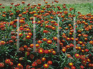 Picture of Helichrysum bracteatum 'Bright Bikinis'