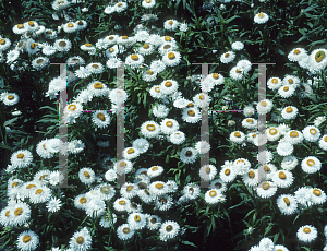 Picture of Helichrysum bracteatum 'Bikini White'