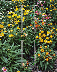 Picture of Helichrysum bracteatum 'Chico Mix'