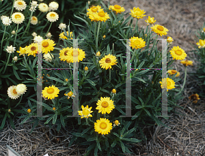 Picture of Helichrysum bracteatum 'Florabella Gold'