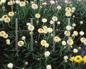 Picture of Helichrysum bracteatum 'Florabella Lemon'