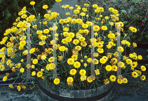 Picture of Helichrysum bracteatum 'Florabella Yellow'