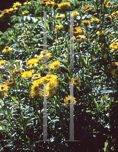 Picture of Helichrysum bracteatum 'Monstrosum'