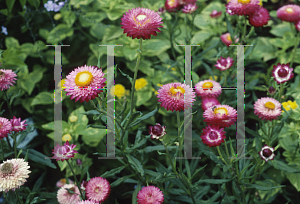 Picture of Helichrysum bracteatum 'Nullabor Spectrum'